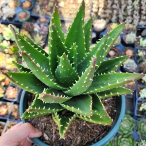 Mitre Aloe Live Plant - Aloe perfoliata Succulent, Rubble Aloe, Drought-Tolerant - Image 5