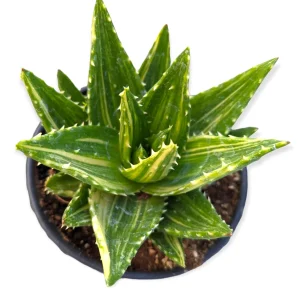 Mitre Aloe Live Plant - Aloe perfoliata Succulent, Rubble Aloe, Drought-Tolerant - Image 7