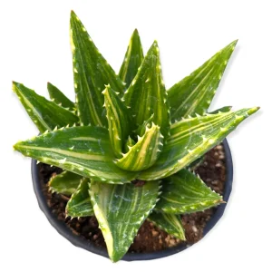 Mitre Aloe Live Plant - Aloe perfoliata Succulent, Rubble Aloe, Drought-Tolerant - Image 8