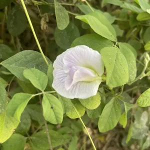 Mix Color Butterfly Pea Seeds - Blue, Purple, Pink, White Vines - Image 6