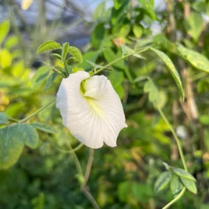 Mix Color Butterfly Pea Seeds - Blue, Purple, Pink, White Vines - Image 7