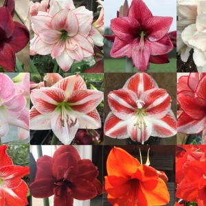 Mixed Amaryllis Bulbs - Assorted Colors, Large Size, Indoor/Outdoor - Image 1