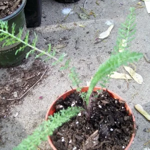 Mixed Color Yarrow Live Bare Root Plants - Set of 3 Perennial Herb Outdoor - Image 3