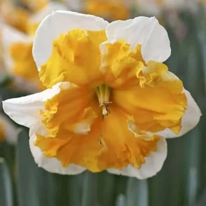 Mixed Double Daffodil Flower Bulbs - 8 Count - Gold, Orange, Pink, White, Yellow - Perennial - Image 10