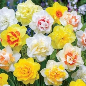 Mixed Double Daffodil Flower Bulbs - 8 Count - Gold, Orange, Pink, White, Yellow - Perennial - Image 2