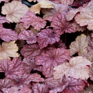 Mixed Heuchera Live Plant - Assorted Coral Bells - 3.5-inch Pots - Outdoor Foliage - Image 2