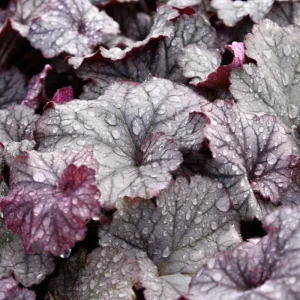 Mixed Heuchera Live Plant - Assorted Coral Bells - 3.5-inch Pots - Outdoor Foliage - Image 5