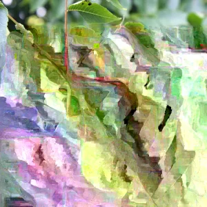 Mixed Hickory Starter Tree Live Plant 12-24 Inches Tall Outdoor - Image 3