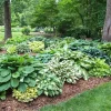 Mixed Hosta Bare Roots - Hardy Perennial Shade Plant Mix - Zones 3-9 - Image 1
