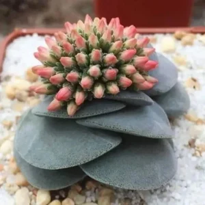 Mixed Succulent Seeds - 100 Pack - Rare Cactus & Succulent Variety - Indoor & Outdoor - Image 4