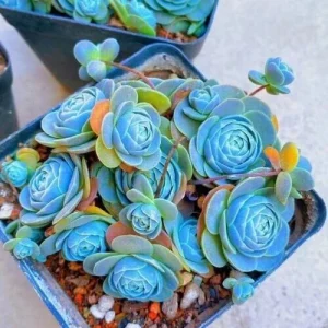 Mixed Succulent Seeds - 100 Pack - Rare Cactus & Succulent Variety - Indoor & Outdoor - Image 7