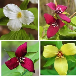 Mixed Trillium Bulbs – Perennial Woodland Wildflowers for Shade - Image 2