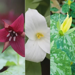 Mixed Trillium Bulbs – Perennial Woodland Wildflowers for Shade - Image 1
