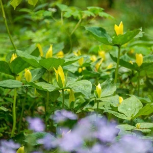 Mixed Trillium Bulbs – Perennial Woodland Wildflowers for Shade - Image 5