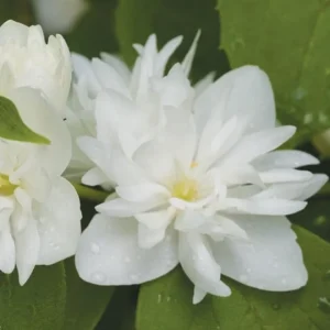 Mock Orange 'Minnesota Snowflake' Live Plant – Quart Pot – Fragrant White Shrub - Image 2