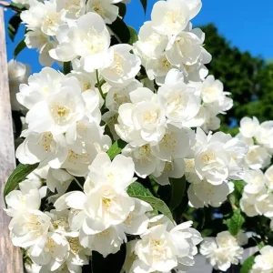 Mock Orange 'Minnesota Snowflake' Live Plant – Quart Pot – Fragrant White Shrub - Image 3