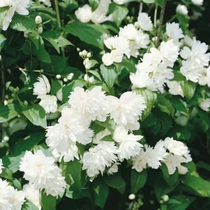 Mock Orange 'Minnesota Snowflake' Live Plant – Quart Pot – Fragrant White Shrub - Image 4