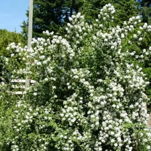 Mock Orange 'Minnesota Snowflake' Live Plant – Quart Pot – Fragrant White Shrub - Image 5