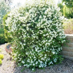 Mock Orange 'Minnesota Snowflake' Live Plant – Quart Pot – Fragrant White Shrub - Image 6