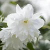 Mock Orange 'Minnesota Snowflake' Live Plant – Quart Pot – Fragrant White Shrub - Image 1