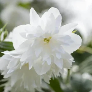 Mock Orange 'Minnesota Snowflake' Live Plant – Quart Pot – Fragrant White Shrub - Image 1