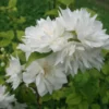 Mock Orange Minnesota Snowflake Live Shrub – 1 Gallon Pot – Fragrant White Flowers – Outdoor - Image 1