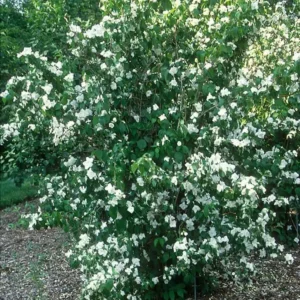 Mock Orange Minnesota Snowflake Live Shrub – 1 Gallon Pot – Fragrant White Flowers – Outdoor - Image 2