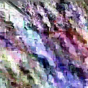 Mohawk Viburnum Live Plant - Viburnum × burkwoodii 'Mohawk' - 24-36 Inches Tall - Outdoor Deciduous Shrub - Image 5