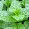 Mojito Mint Live Plant - 6" Tall Herb in 3.5" Pot - Indoor/Outdoor - Image 1