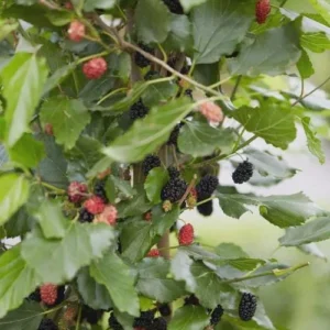 Mojo Berry Mulberry Bush Live Plant - Dwarf Morus rotundiloba - 3-7 ft Tall - Image 2