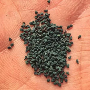 Molokhia Egyptian Spinach Seeds - Heirloom Non-GMO Vegetable Seeds - Image 3