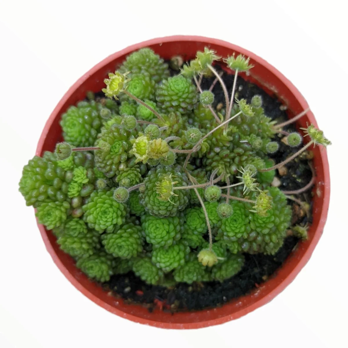 Monanthes polyphylla Succulent Plant - Live Crassulaceae, Easy Care - Image 2