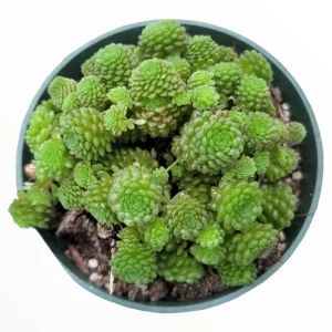 Monanthes polyphylla Succulent Plant - Live Crassulaceae, Easy Care - Image 1