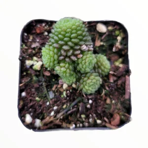 Monanthes polyphylla Succulent Plant - Live Crassulaceae, Easy Care - Image 4