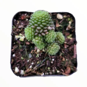 Monanthes polyphylla Succulent Plant - Live Crassulaceae, Easy Care - Image 5