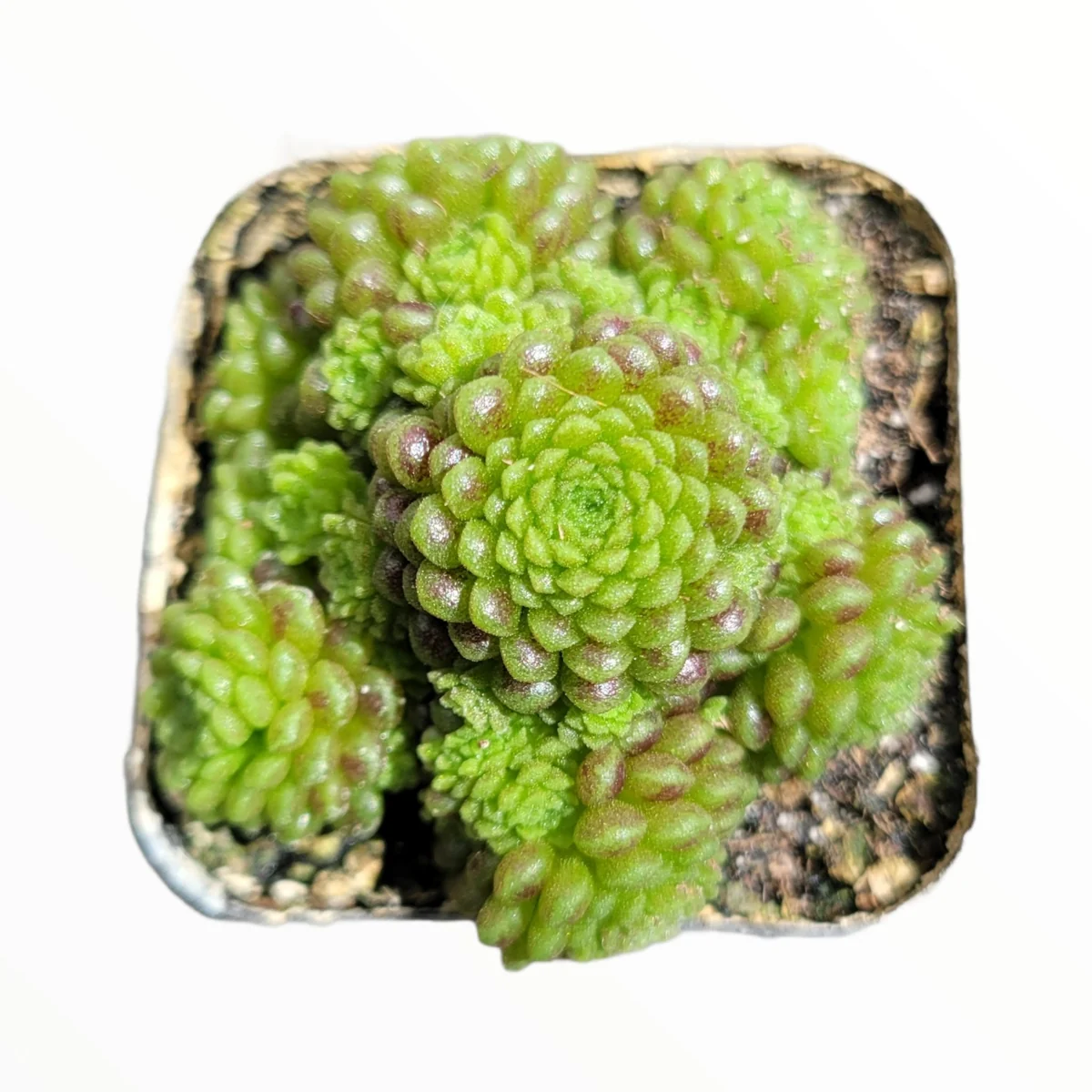 Monanthes polyphylla Succulent Plant - Live Crassulaceae, Easy Care - Image 6