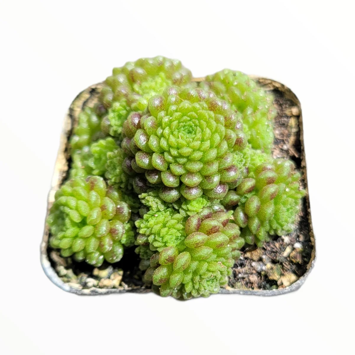 Monanthes polyphylla Succulent Plant - Live Crassulaceae, Easy Care - Image 7