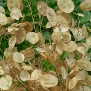 Money Plant Seeds - Lunaria Biennis Biennial Flower, 50+ Seeds Outdoor Garden - Image 1