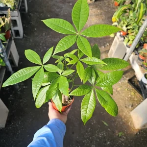 Money Tree Live Plant – Pachira aquatica – 4 inch Pot – Indoor Houseplant - Image 2