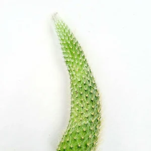 Monkey Tail Cactus Hildewintera colademononis Live Plant – Easy Care Succulent - Image 3