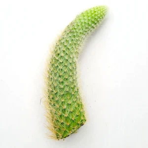 Monkey Tail Cactus Hildewintera colademononis Live Plant – Easy Care Succulent - Image 6