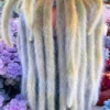 Monkey Tail Cactus Live Plant - Hildewintera Colademononis - 6-8 inch Bare Root - Image 1