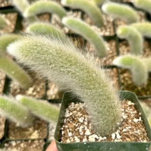 Monkey Tail Cactus Live Plant - Hildewintera Colademononis - 6-8 inch Bare Root - Image 2