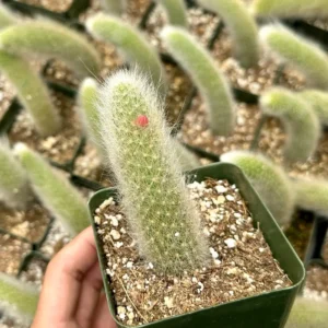 Monkey Tail Cactus Live Plant - Hildewintera Colademononis - 6-8 inch Bare Root - Image 3