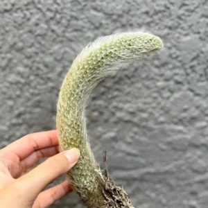 Monkey Tail Cactus Live Plant - Hildewintera Colademononis - 6-8 inch Bare Root - Image 4