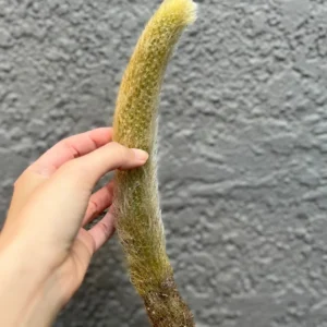 Monkey Tail Cactus Live Plant - Hildewintera Colademononis - 6-8 inch Bare Root - Image 6