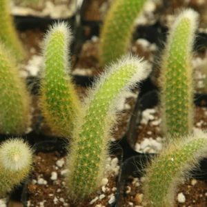 Monkey Tail Cactus Live Plant - Hildewintera Colademononis - 6-8 inch Bare Root - Image 7