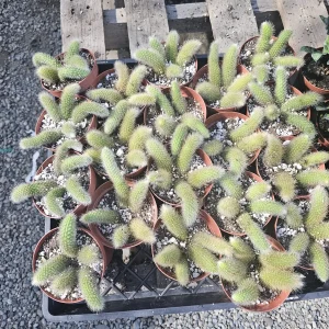 Monkey Tail Cactus Live Plant – Succulent – 2in or 4in Pot – Indoor/Outdoor - Image 2