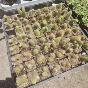 Monkey Tail Cactus Live Plant – Succulent – 2in or 4in Pot – Indoor/Outdoor - Image 3