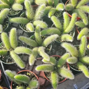Monkey Tail Cactus Live Plant – Succulent – 2in or 4in Pot – Indoor/Outdoor - Image 6